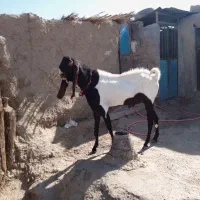 تکه کامورایی