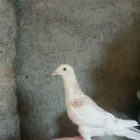 کفتر جوجه سرونج