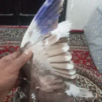 کبوتر گرگی قرمز