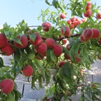 710 متر زمین درختان ثمری و خونه