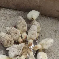 جوجه بوقلمون محلی