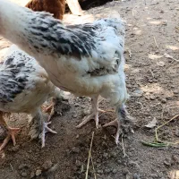 جوجه برهما جوجه محلی یک ماه