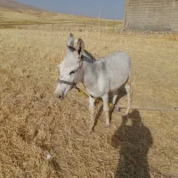 الاغ نر