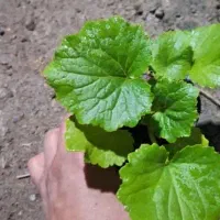 زمین کشاورزی  و باغ پسته