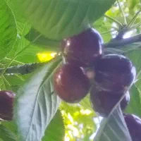 فروش گیلاس تک دانه به صورت عمده