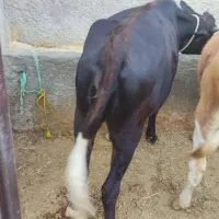 گوساله  ماده چاق