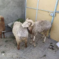گوسفنند