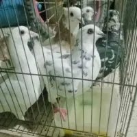 کفتر  زیبا
