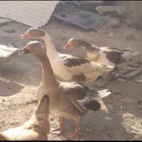 غاز معاوضه بامرغ تخم گذار
