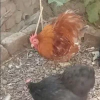 خروس کوشین درجه یک(کاشمر)