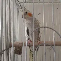 عروس هلندی ماده