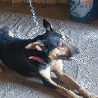 سگ شیتزو نر و سگ ژرمن ماده