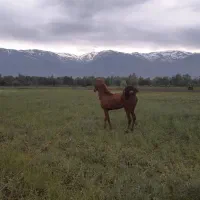 کره مادیان ۳۴ماهه دوسر