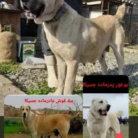 سگ ماده الابای با خط خونی حرفه ایی/سراب/پژدر/ژرمن