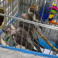 جوجه عروس هلندی