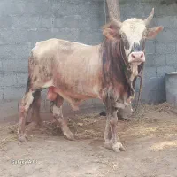 ورزاکوله عروسک