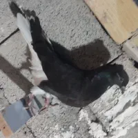 اشعل گرفتنی