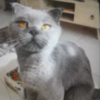 گربه اسکاتیش
