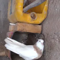 دوعدد نریکی طوقی بدونه غلط ویکی نر رخ نوک کوتا