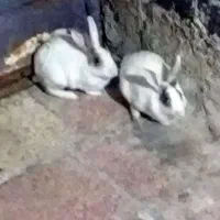 خرگوش جفت