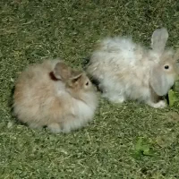 خرگوش لوپ