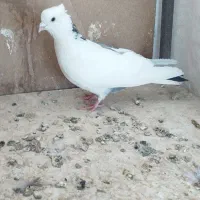 پیدا شده