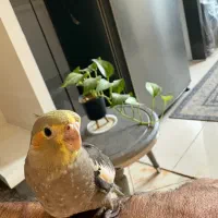 جوجه عروس هلندی طوسی