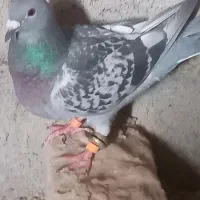 ماده مگس