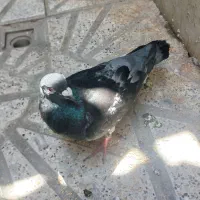 کبوتر فروشی