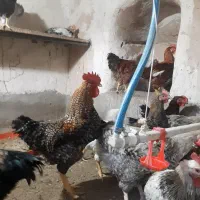 جوجه خروس محلی و بوقلمون بیوتی گوشتی