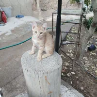 بچه گربه اروم و دستی