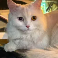 گربه