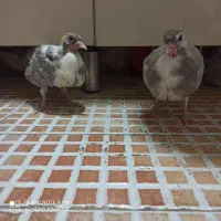 کفتر|پرنده|قم, انسجام|دیوار