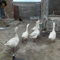 فروش قو غاز سفید و دورگه