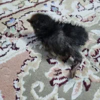 جوجه آمروک