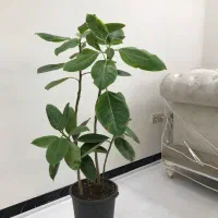 تعدادی گل اپارتمانی شفلرا فیکوس اسپاتی نخل مرداب