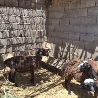 ۵ راس کاور نژاد دار احتمالا آبستن
