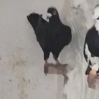 زاجر غریب