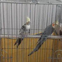 عروس هلندی نر و ماده بالغ