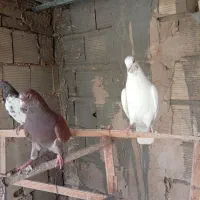 کبوتر تهرانی100عدد