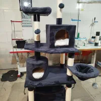 اسکرچر و درخت گربه (مستقیم از تولیدی )