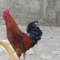 خروس یک ساله
