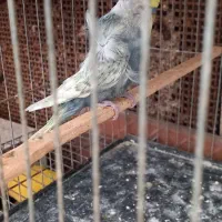 مرغ عشق پروانه ای نر