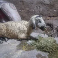 یک میش فروشی