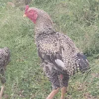 مرغ خوروس لاری