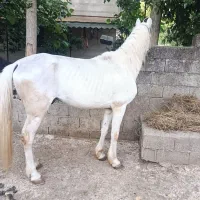 نریان|اسب و تجهیزات اسبسواری|پرهسر, |دیوار