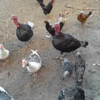خروس بوقلمون