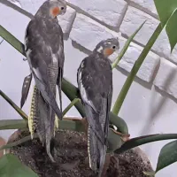 عروس هلندی دو ماه دستی کامل