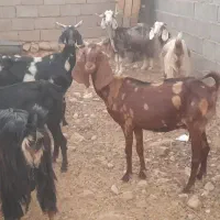 بز داشتی کشتی