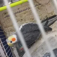 عروس هلندی سخنگو
